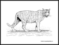 tiger