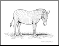 zebra