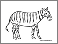 zebra