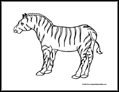 zebra