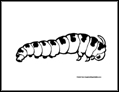 caterpillar