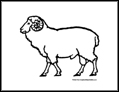 Sheep