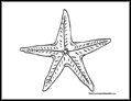 Starfish