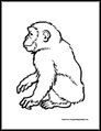 monkey