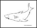 Shark