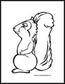 squirrel